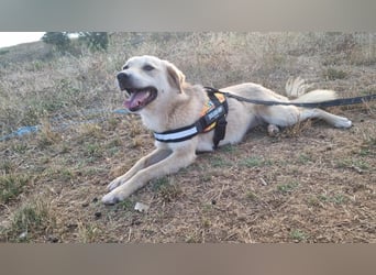Sanfte Ayla wartet in Mangalia