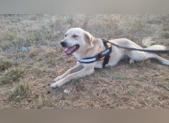 Sanfte Ayla wartet in Mangalia