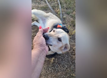 Sanfte Ayla wartet in Mangalia
