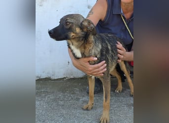 Kuno in Sascut