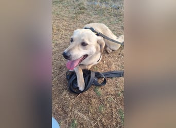 Sanfte Ayla wartet in Mangalia