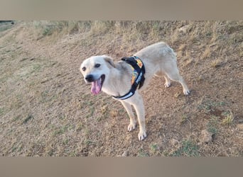 Sanfte Ayla wartet in Mangalia