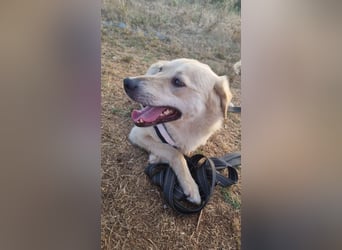 Sanfte Ayla wartet in Mangalia