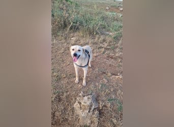 Sanfte Ayla wartet in Mangalia