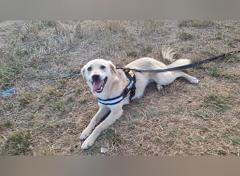 Sanfte Ayla wartet in Mangalia