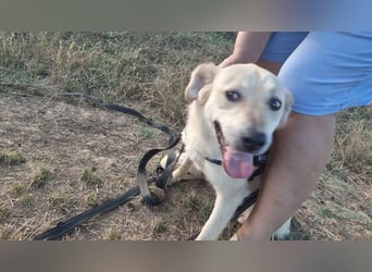 Sanfte Ayla wartet in Mangalia