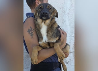 Kato in Sascut
