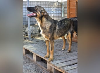 Kato in Sascut