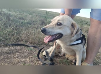 Sanfte Ayla wartet in Mangalia