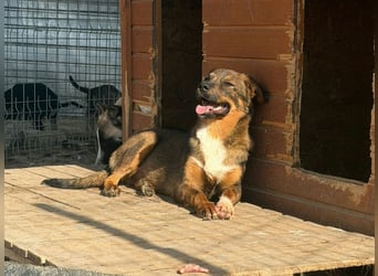 Kody in Sascut