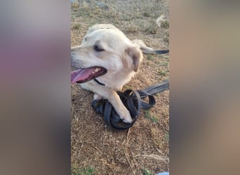 Sanfte Ayla wartet in Mangalia
