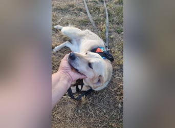 Sanfte Ayla wartet in Mangalia