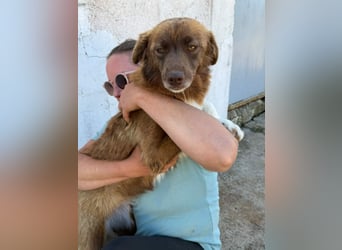 Zimt in Sascut