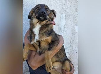 Kato in Sascut
