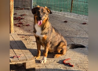 Kody in Sascut