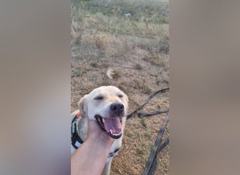 Sanfte Ayla wartet in Mangalia