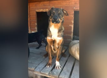 Kody in Sascut