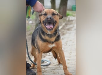 Persil - liebt es gekrault und gekuschelt zu werden, neugierig & freundlich