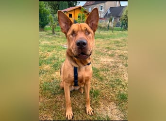 Solo - auf PS in 53894 Mechernich - liebe, nette, blinde Hündin die sicher und selbstbewußt ist