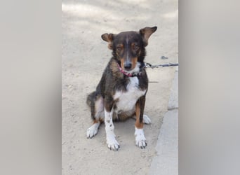 Joshi - auf PS in 45147 Essen - lieber, freundlicher Rüde der die Menschen sehr liebt