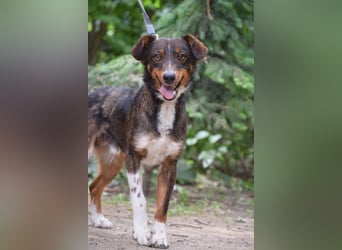 Joshi - auf PS in 45147 Essen - lieber, freundlicher Rüde der die Menschen sehr liebt