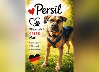 Persil - auf PS in 45768 Marl - liebt es gekrault und gekuschelt zu werden, freundlich & ruhig
