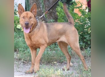 Solo - auf PS in 53894 Mechernich - liebe, nette, blinde Hündin die sicher und selbstbewußt ist