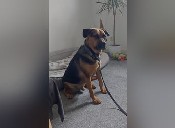 Persil - auf PS in 45768 Marl - ganz toller Charakter, neugierig, verschmust