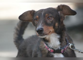 Joshi - auf PS in 45147 Essen - lieber, freundlicher Rüde der die Menschen sehr liebt