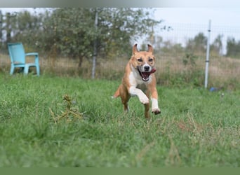 Caroline - menschenbezogene Hündin die ein sportliches Zuhause sucht
