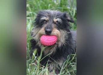 Timmy - freundlich, verschmuster Rüde der die Nähe der Menschen genießt