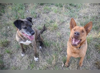 Solo - auf PS in 53894 Mechernich - liebe, nette, blinde Hündin die sicher und selbstbewußt ist