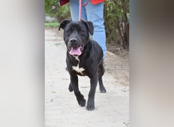 Asterix - lebhafter, freundlicher Rüde mit viel Lebensfreude