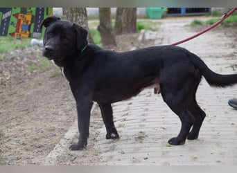 Asterix - lebhafter, freundlicher Rüde mit viel Lebensfreude