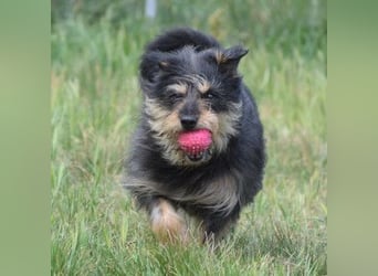 Timmy - freundlich, verschmuster Rüde der die Nähe der Menschen genießt