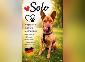 Solo - auf PS in 53894 Mechernich - liebe, nette, blinde Hündin die sicher und selbstbewußt ist