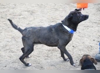 Kotangens - ruhige unauffällige Hundedame sucht Menschen mit Herz