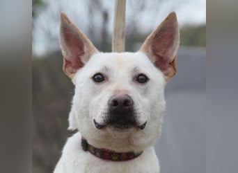 Momo - liebt die Menschen und ist sehr freundlich