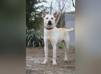 Momo - liebt die Menschen und ist sehr freundlich