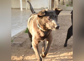 Kotangens - ruhige unauffällige Hundedame sucht Menschen mit Herz