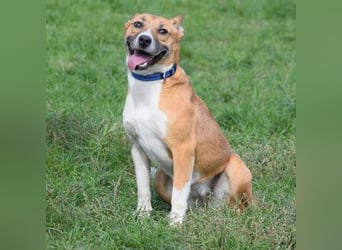 Caroline - menschenbezogene Hündin die ein sportliches Zuhause sucht