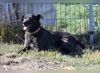 Kotangens - ruhige unauffällige Hundedame sucht Menschen mit Herz