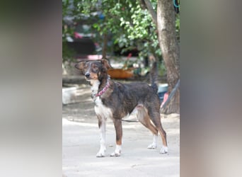 Joshi - auf PS in 45147 Essen - lieber, freundlicher Rüde der die Menschen sehr liebt