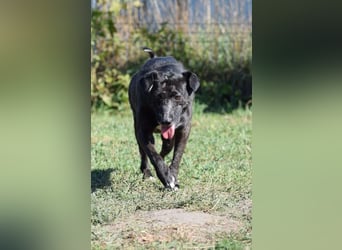 Kotangens - ruhige unauffällige Hundedame sucht Menschen mit Herz