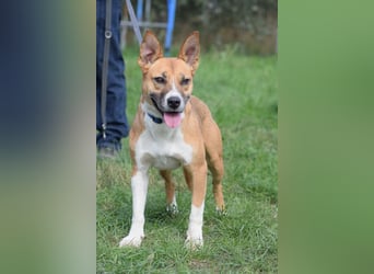 Caroline - menschenbezogene Hündin die ein sportliches Zuhause sucht