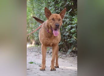 Solo - auf PS in 53894 Mechernich - liebe, nette, blinde Hündin die sicher und selbstbewußt ist