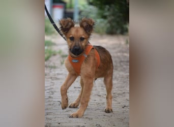 Anton - ein kleiner Schatz der gerne kuschelt und verspielt ist