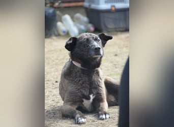 Kotangens - ruhige unauffällige Hundedame sucht Menschen mit Herz