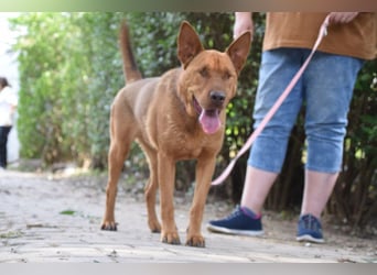 Solo - auf PS in 53894 Mechernich - liebe, nette, blinde Hündin die sicher und selbstbewußt ist