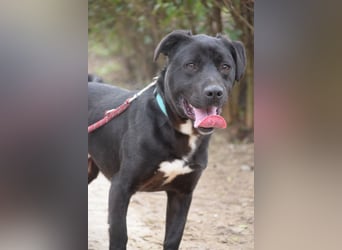 Asterix - lebhafter, freundlicher Rüde mit viel Lebensfreude